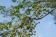 城市行道樹(shù)種植楝樹(shù)的優(yōu)略