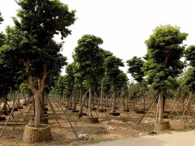 如何提高苗木存活率？十個(gè)方法要牢記