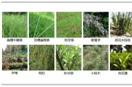 如何選擇岸邊陸生植物？